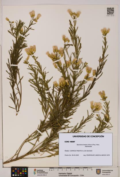 Baccharis linearis [Espécimen: UDEC:CONC:0165097]