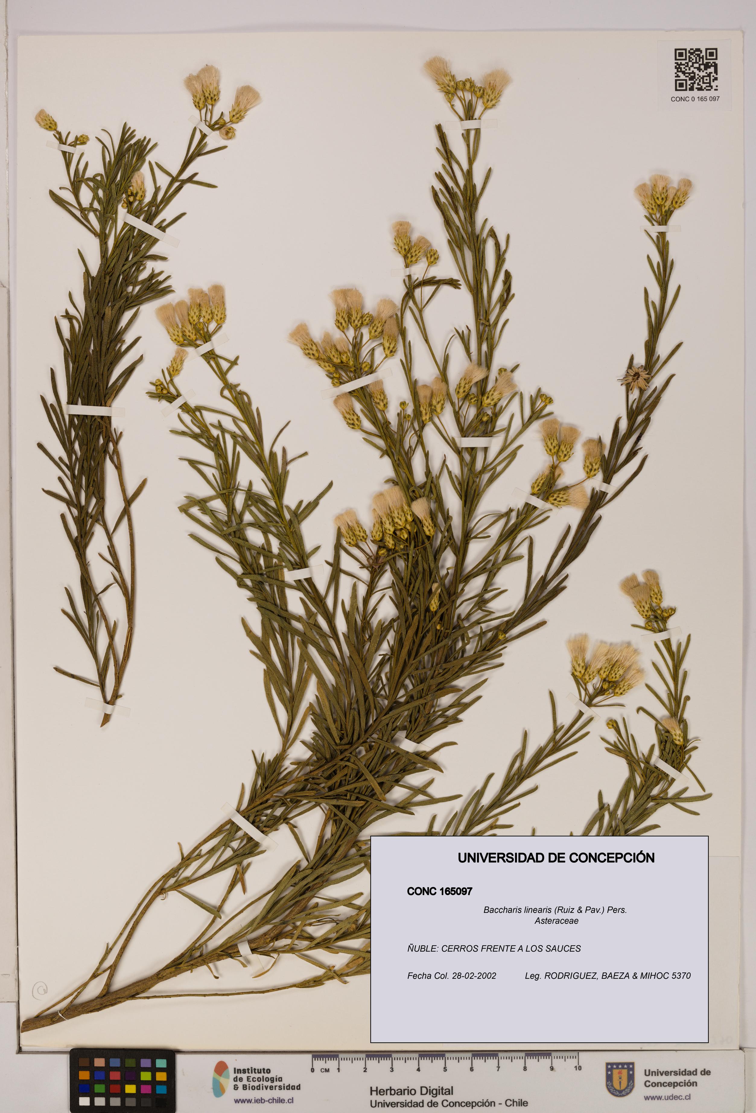 Baccharis linearis [Espécimen: UDEC:CONC:0165097]