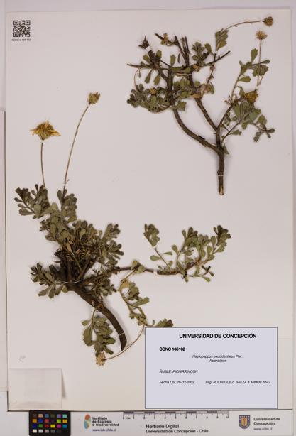 Haplopappus paucidentatus [Espécimen: UDEC:CONC:0165102]