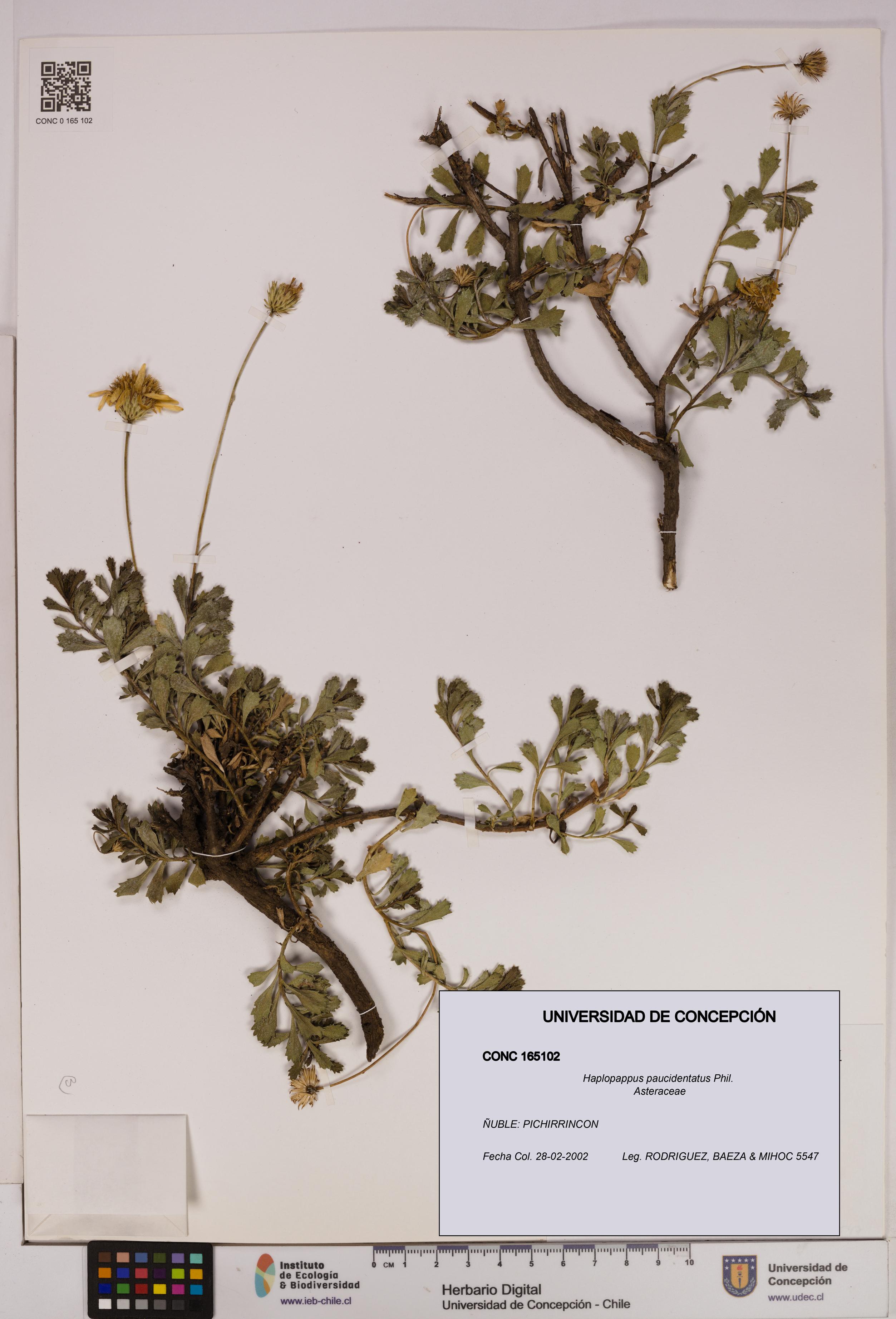 Haplopappus paucidentatus [Espécimen: UDEC:CONC:0165102]