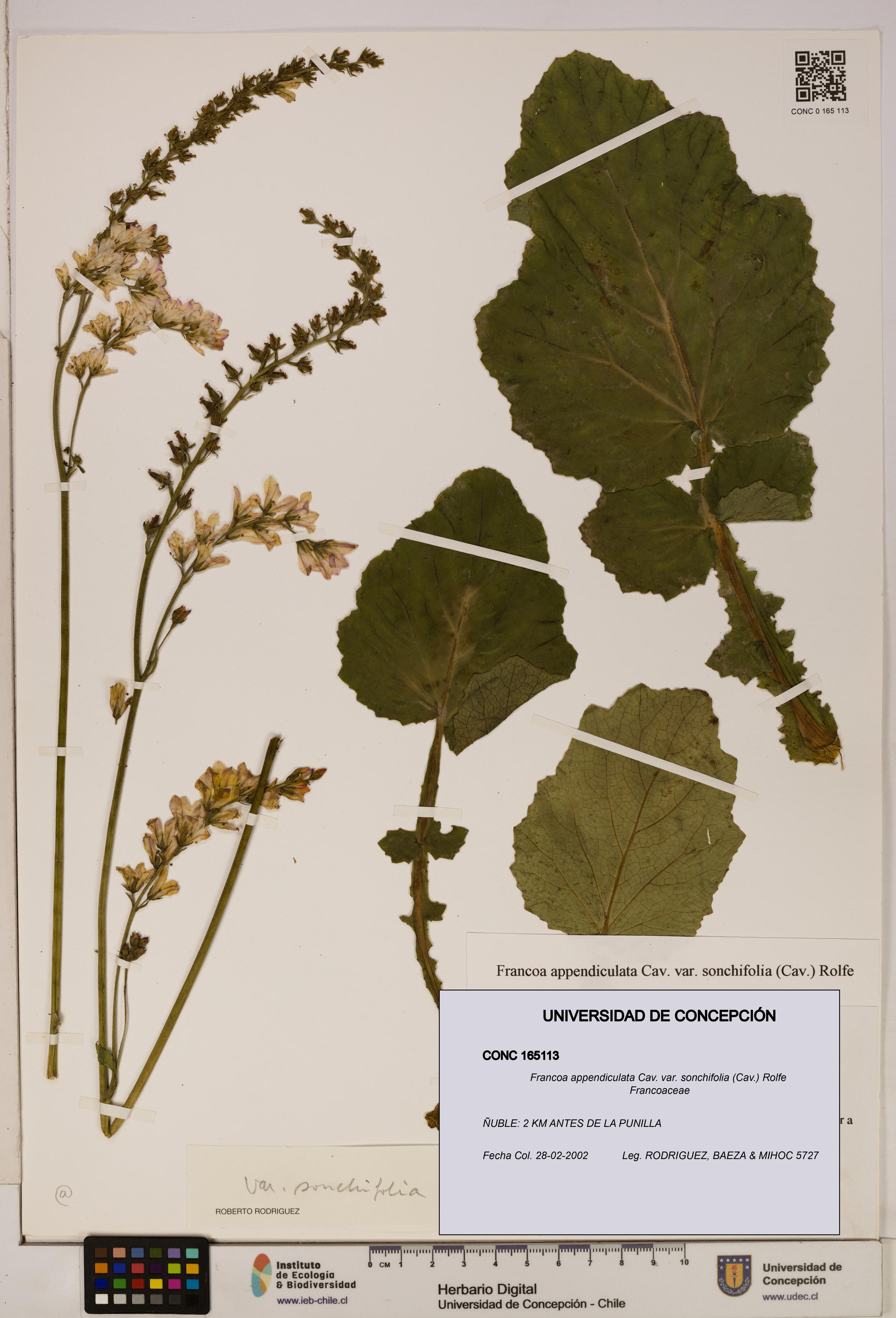 Francoa appendiculata var. sonchifolia [Espécimen: ]