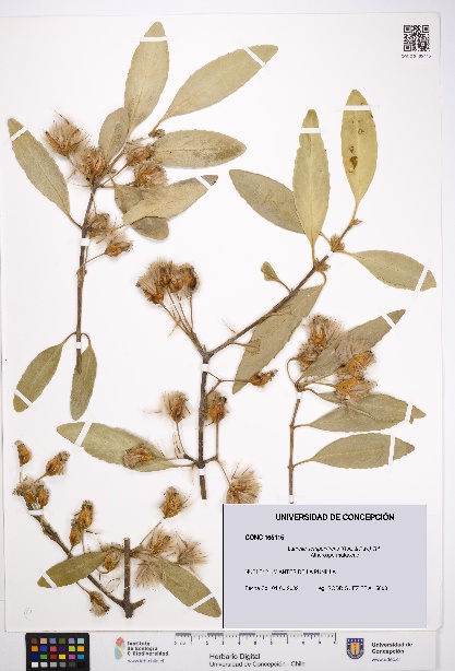 Laurelia sempervirens [Espécimen: UDEC:CONC:0165115]