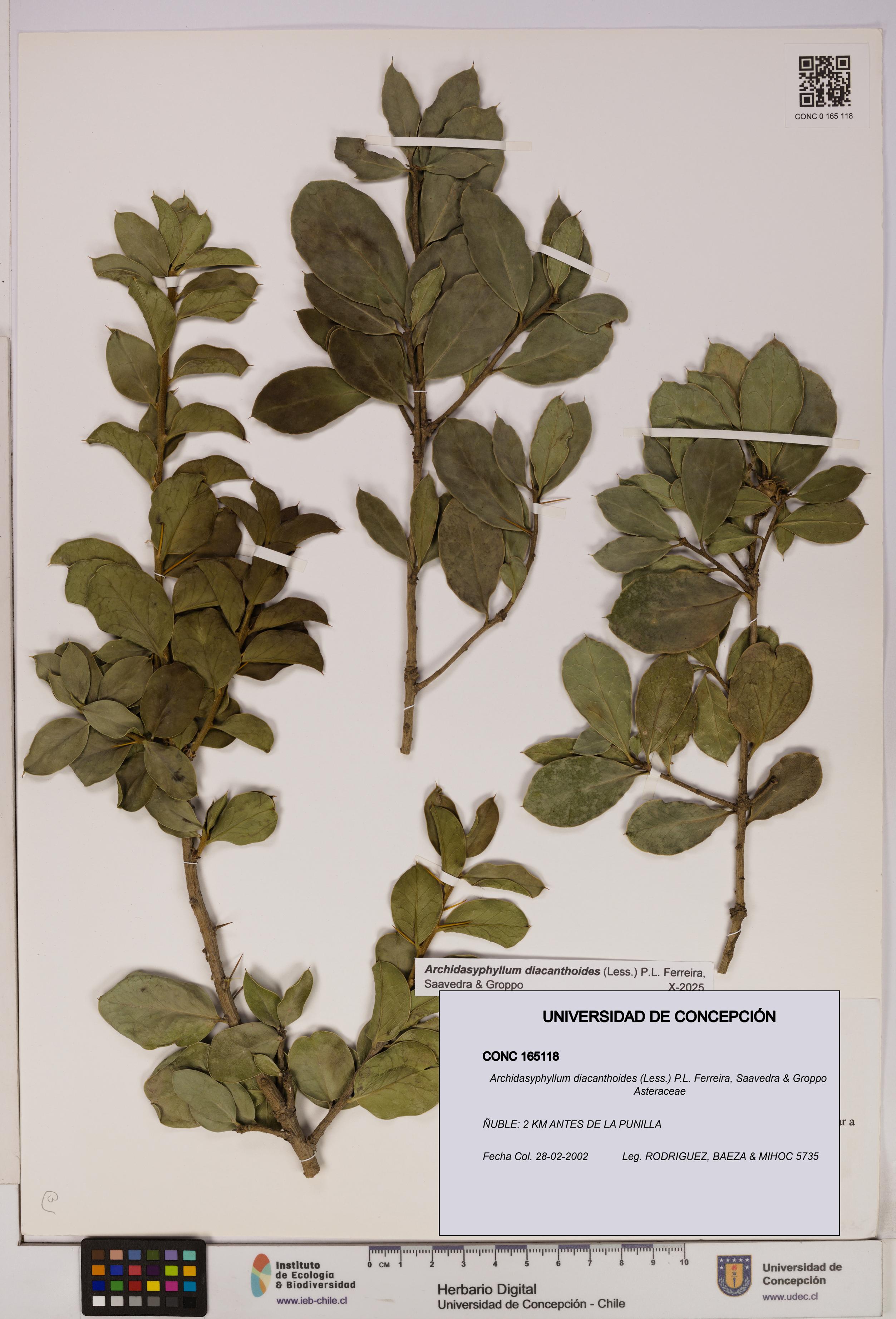 Archidasyphyllum diacanthoides [Espécimen: UDEC:CONC:0165118]