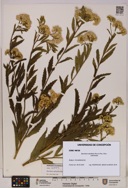 Baccharis salicifolia [Espécimen: UDEC:CONC:0165123]