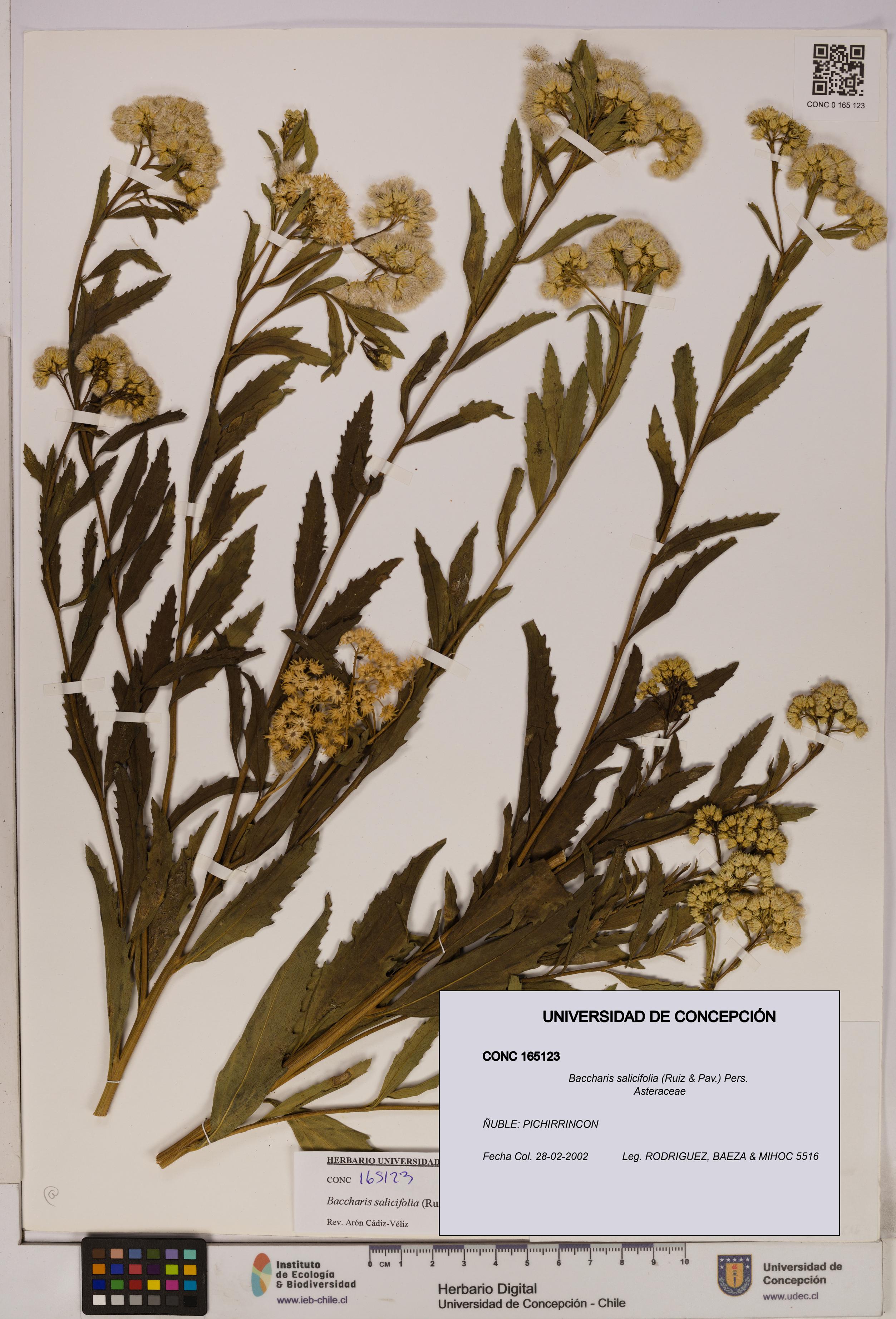Baccharis salicifolia [Espécimen: UDEC:CONC:0165123]