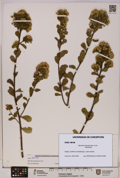 Baccharis obovata [Espécimen: UDEC:CONC:0165128]