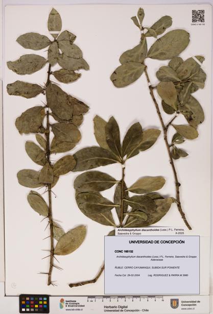 Archidasyphyllum diacanthoides [Espécimen: UDEC:CONC:0165132]