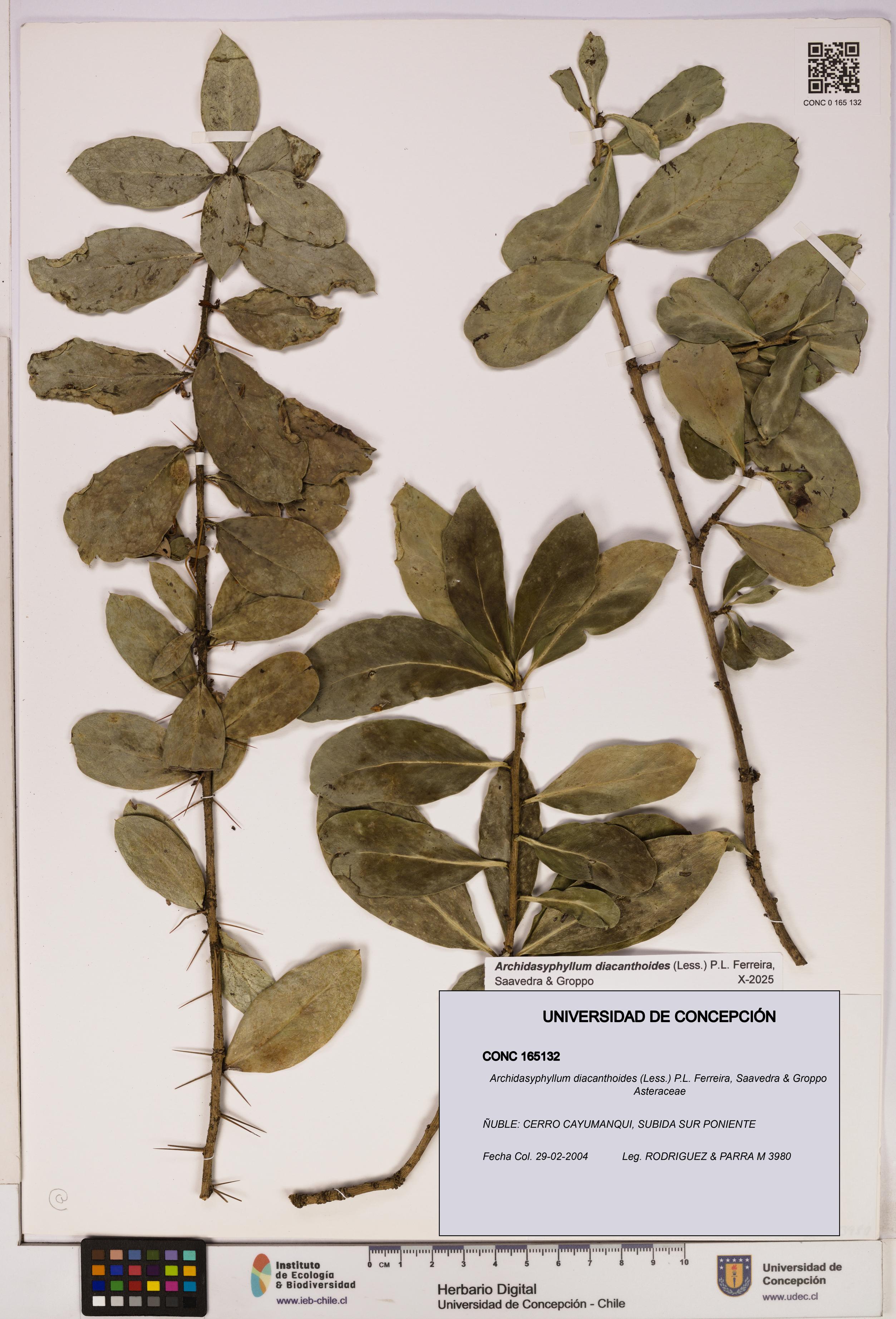 Archidasyphyllum diacanthoides [Espécimen: UDEC:CONC:0165132]