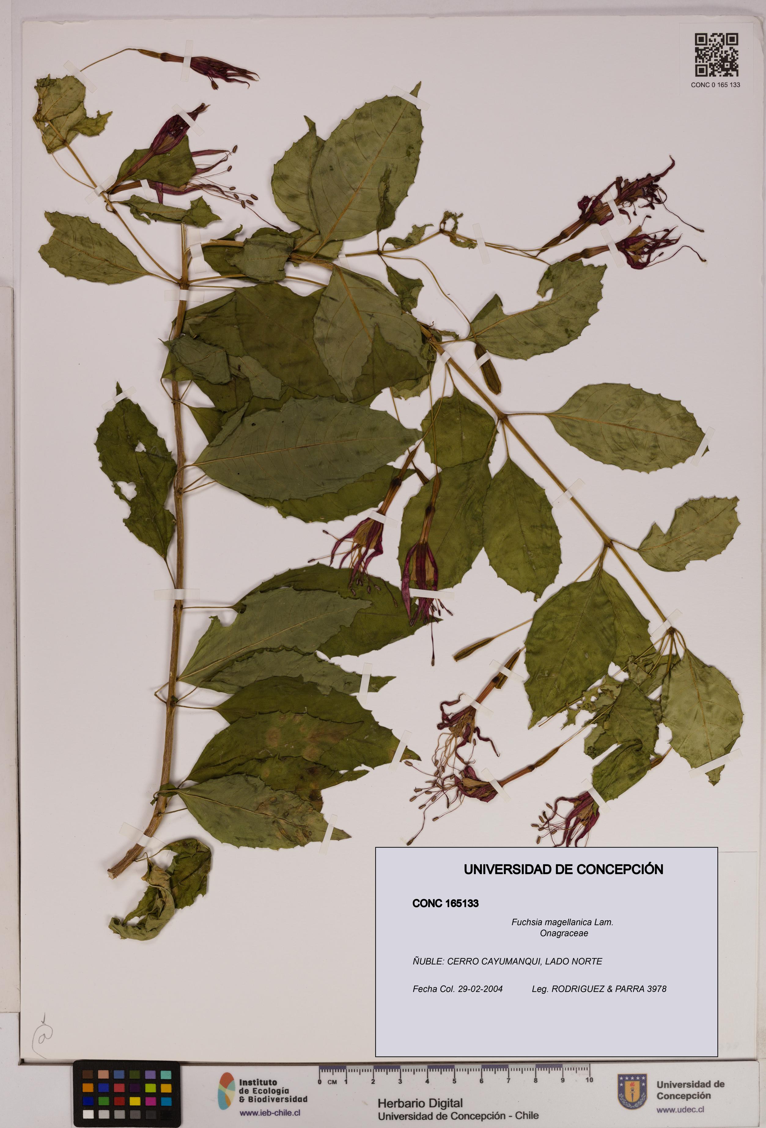 Fuchsia magellanica [Espécimen: UDEC:CONC:0165133]