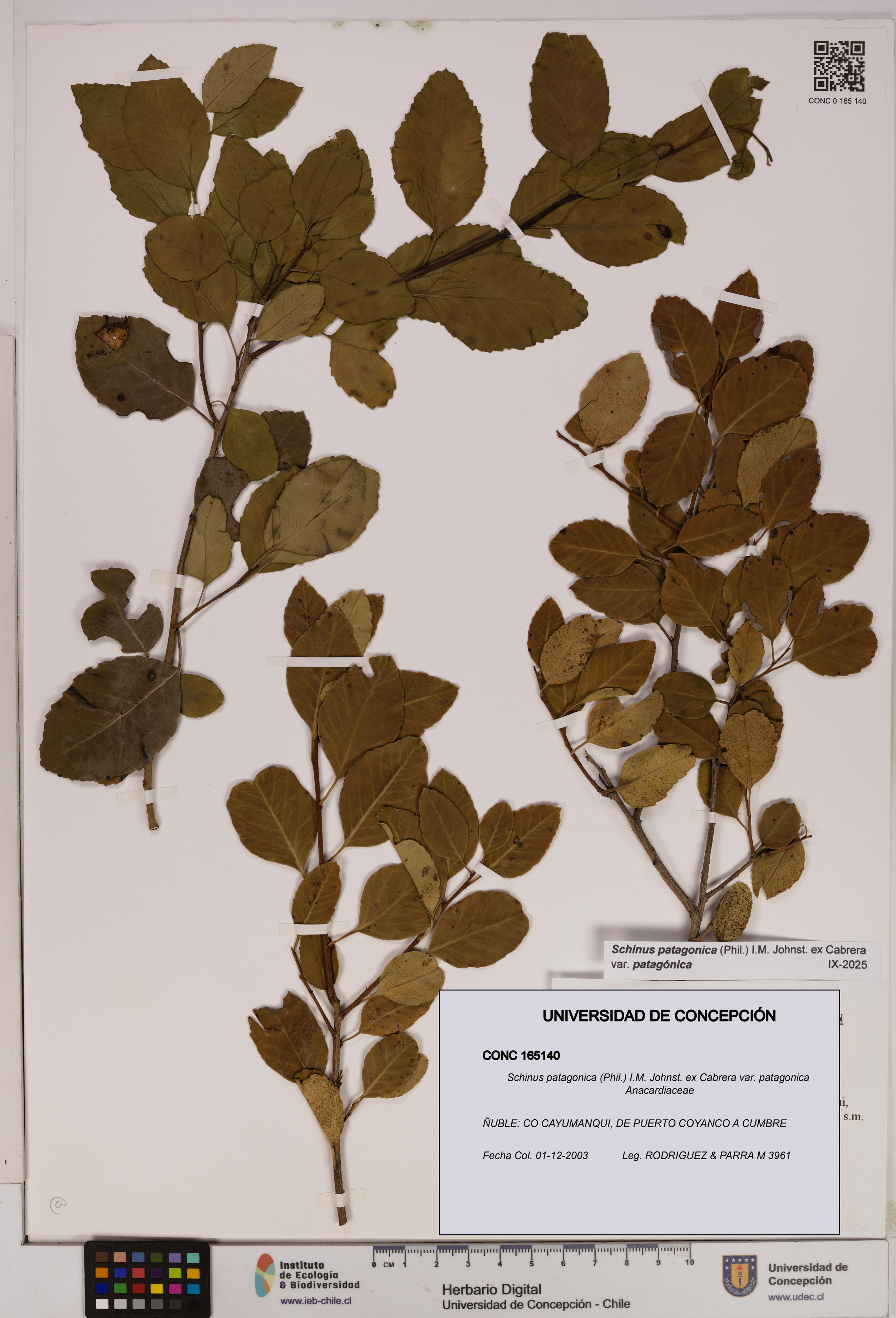 Schinus patagonica [Espécimen: UDEC:CONC:0165140]