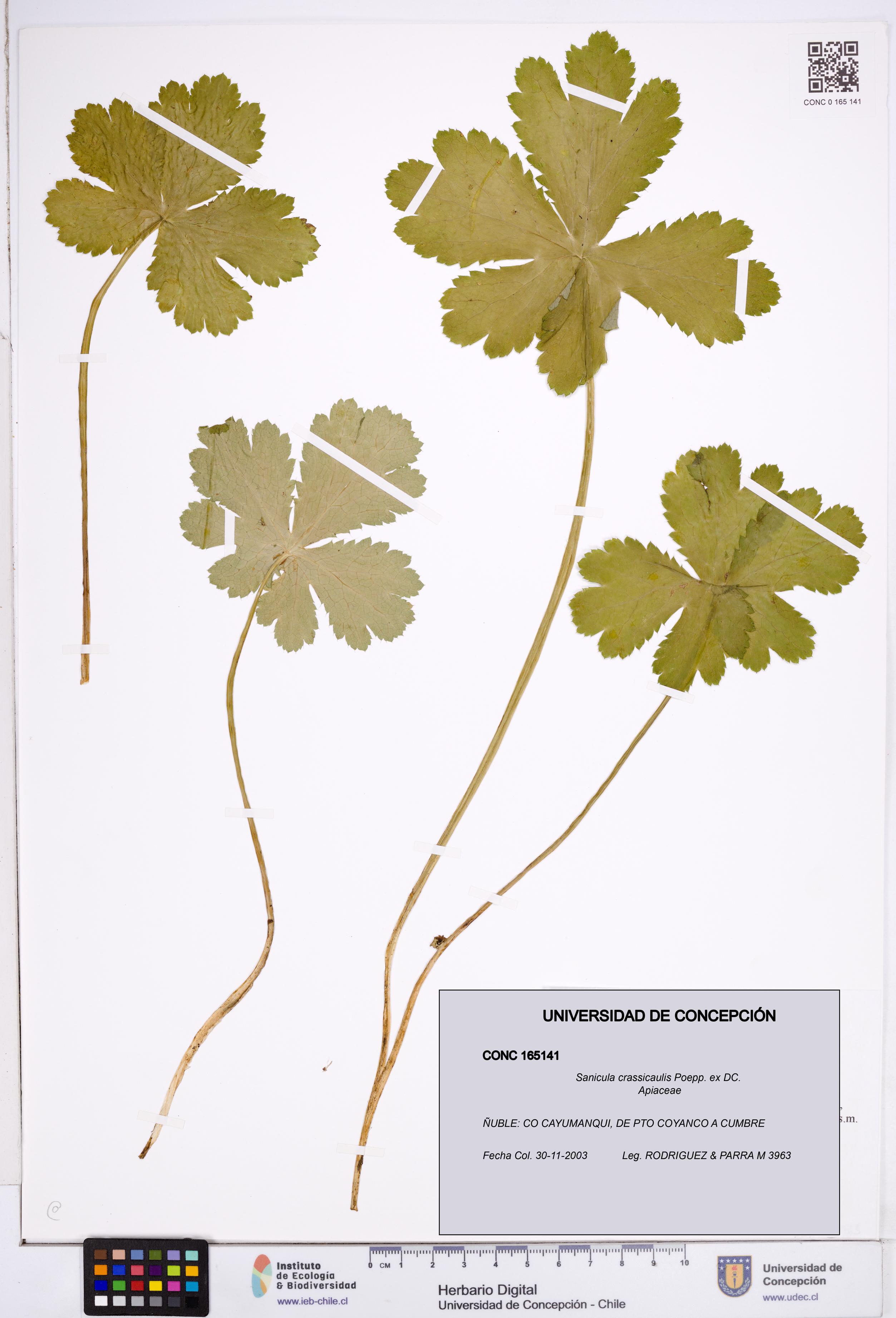 Sanicula crassicaulis [Espécimen: ]