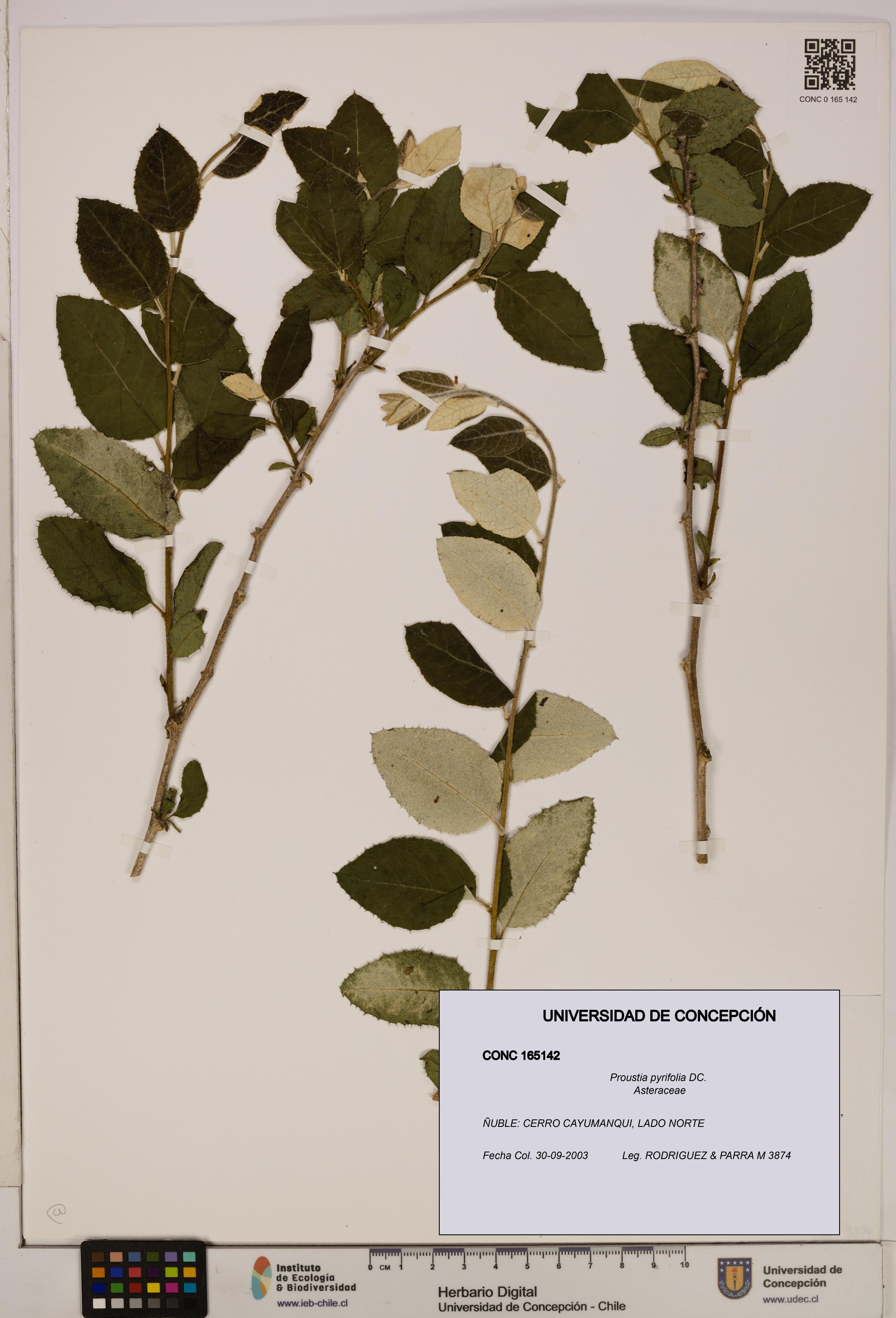 Proustia pyrifolia [Espécimen: UDEC:CONC:0165142]