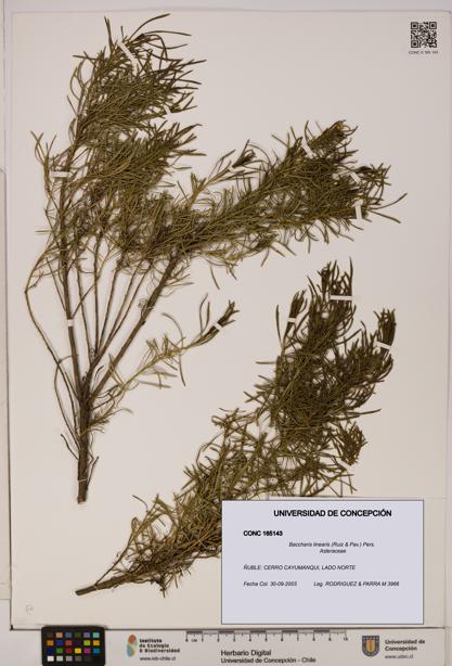 Baccharis linearis [Espécimen: UDEC:CONC:0165143]