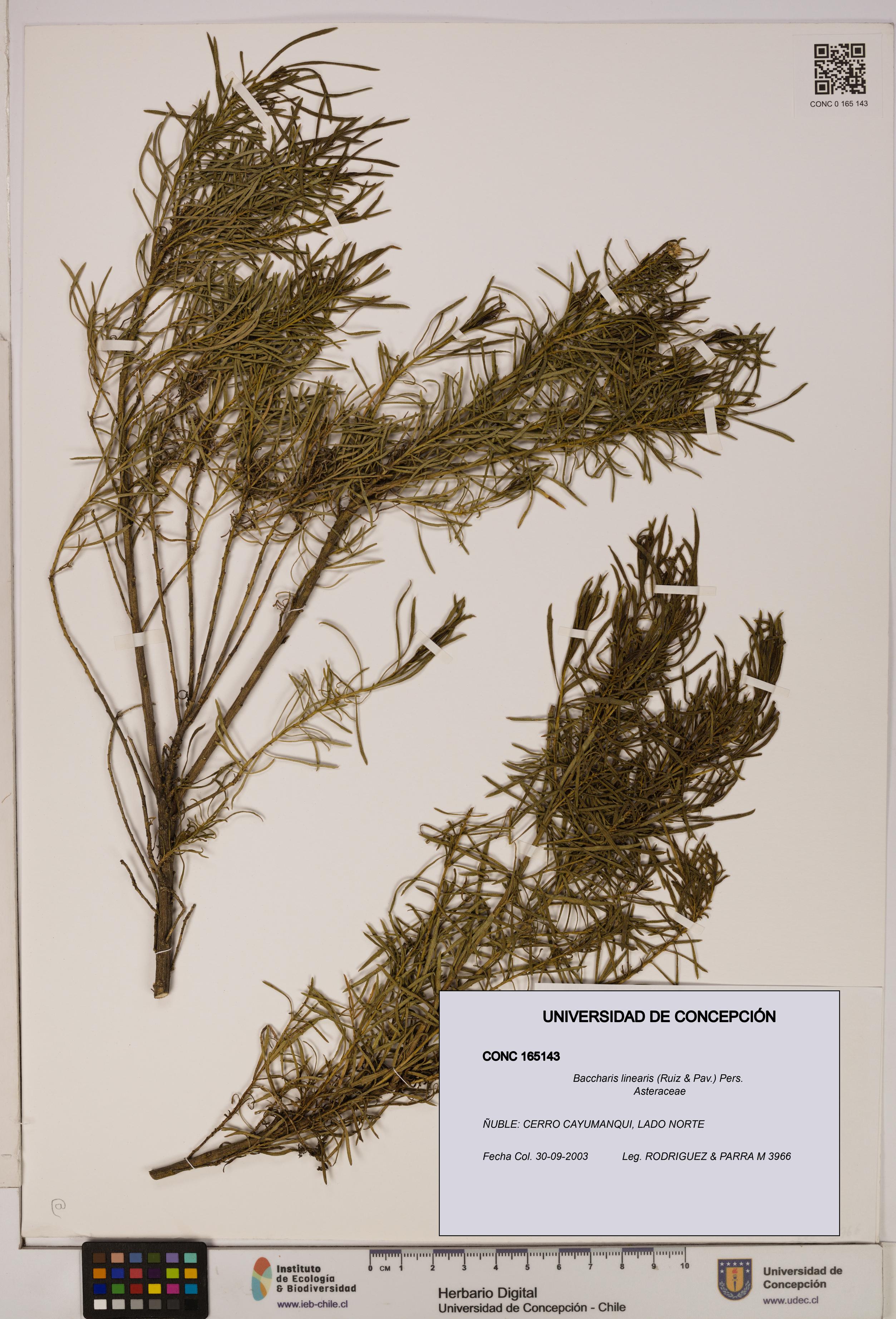 Baccharis linearis [Espécimen: UDEC:CONC:0165143]