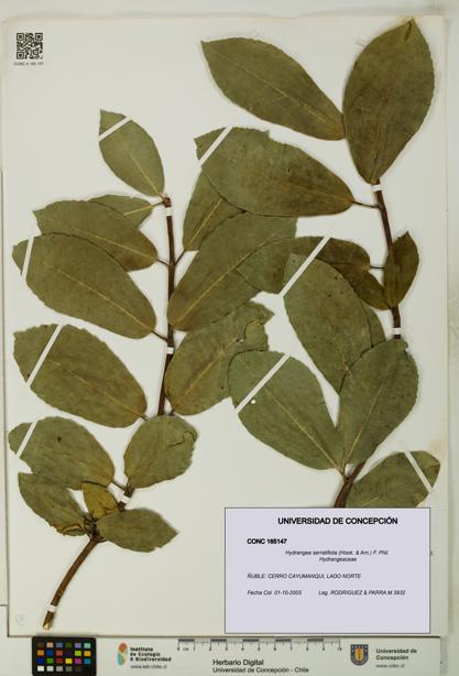 Hydrangea serratifolia [Espécimen: UDEC:CONC:0165147]