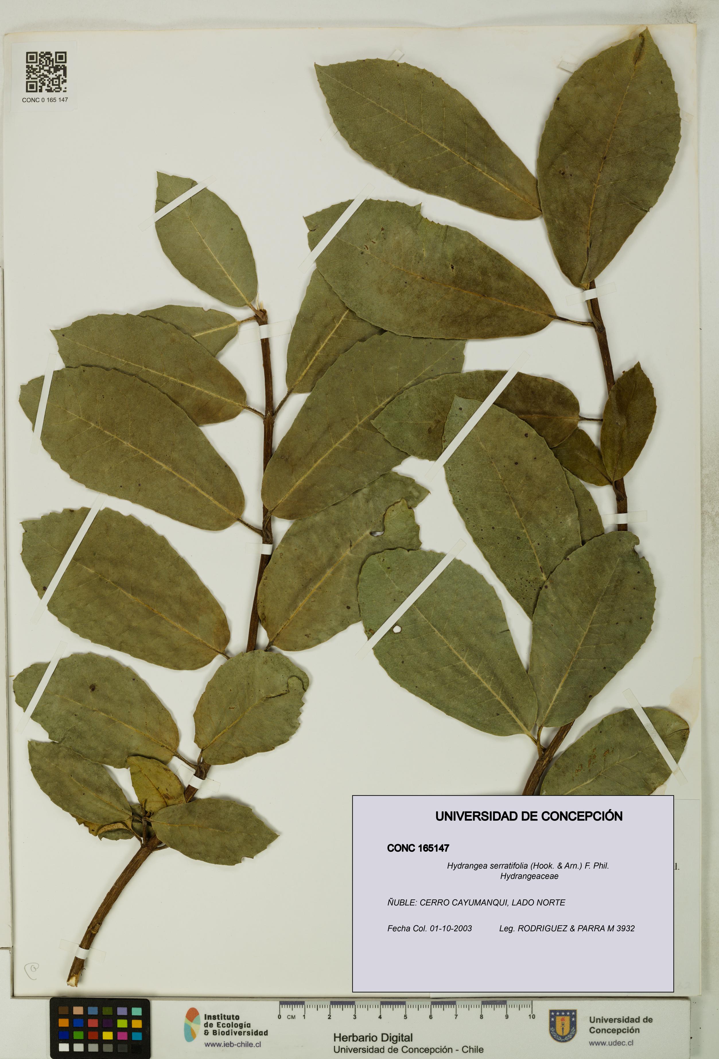 Hydrangea serratifolia [Espécimen: UDEC:CONC:0165147]