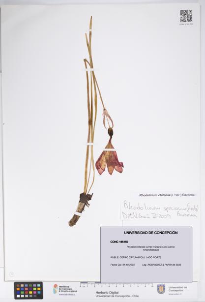 Phycella chilensis [Espécimen: UDEC:CONC:0165150]