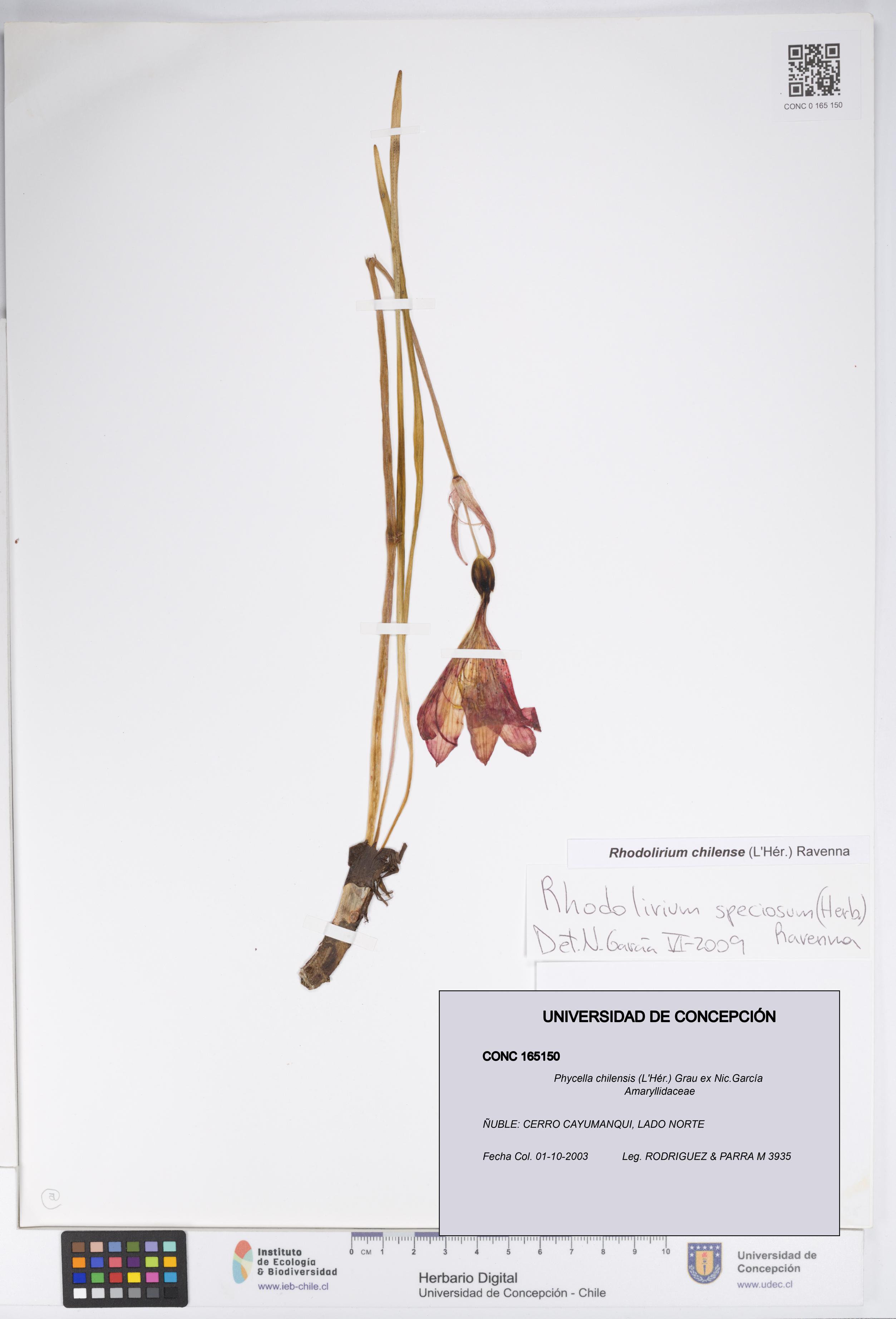 Phycella chilensis [Espécimen: UDEC:CONC:0165150]