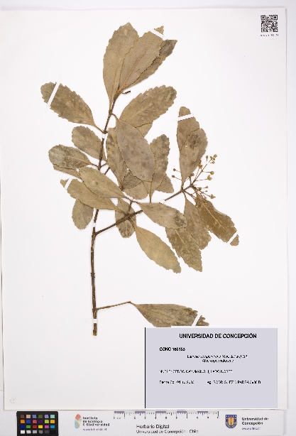 Laurelia sempervirens [Espécimen: UDEC:CONC:0165153]