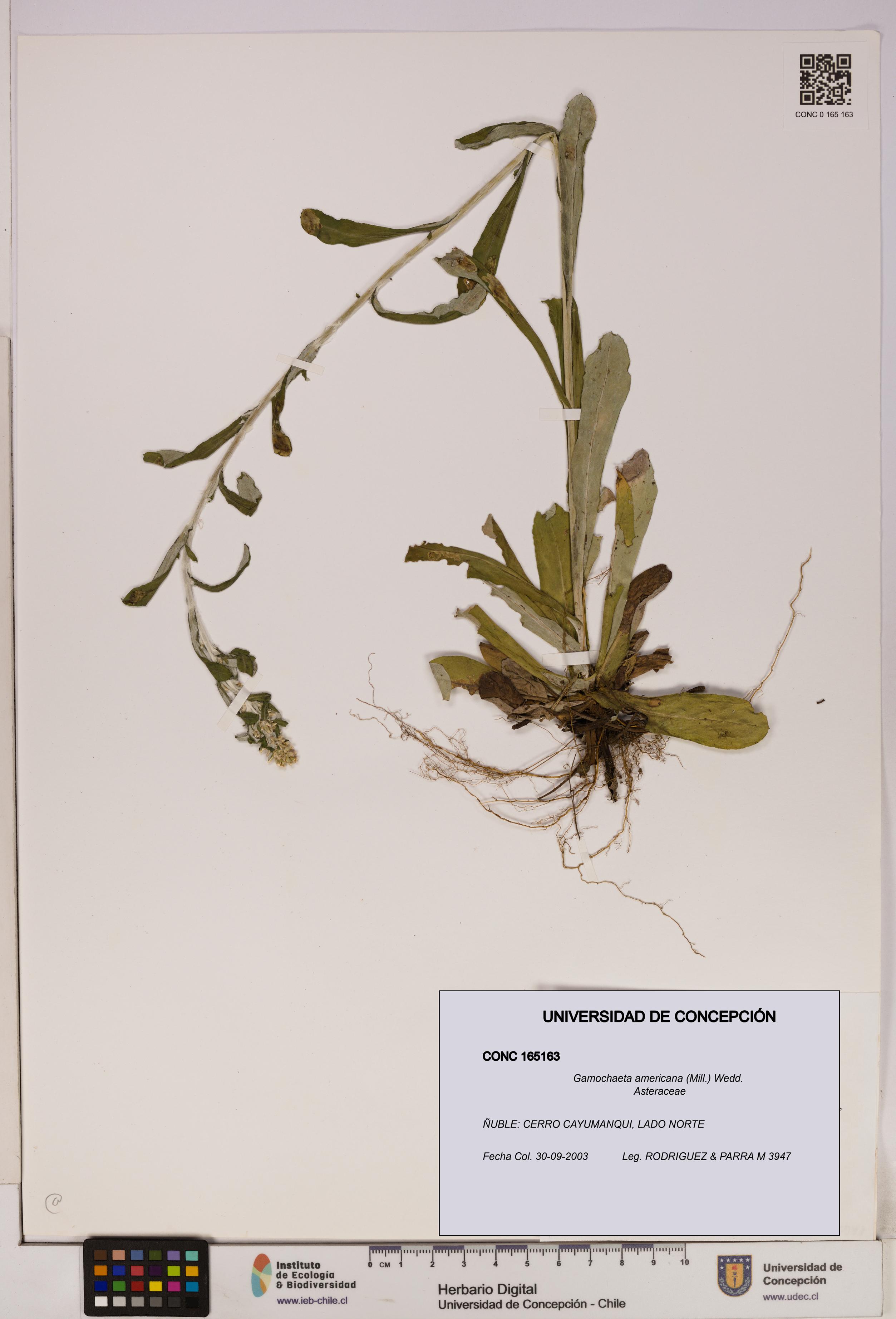 Gamochaeta americana [Espécimen: UDEC:CONC:0165163]