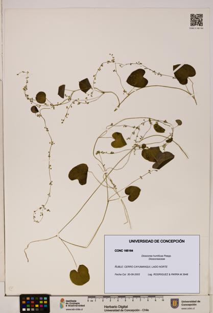Dioscorea humifusa [Espécimen: ]