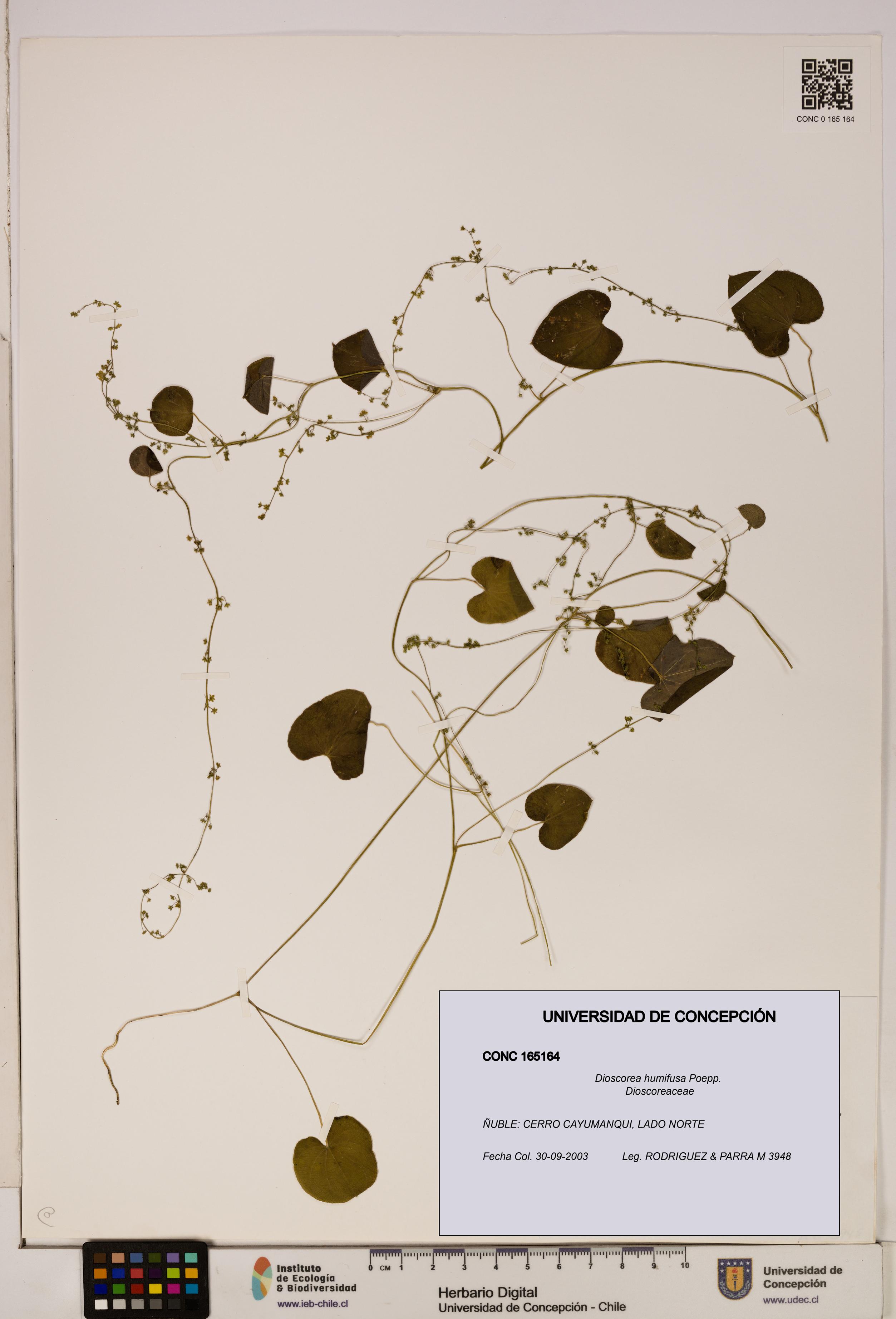 Dioscorea humifusa [Espécimen: ]