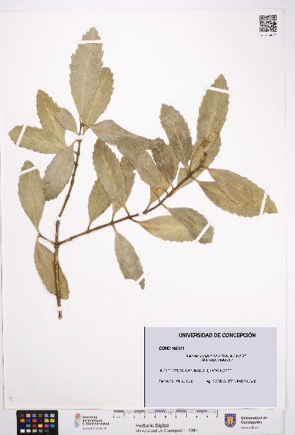 Laurelia sempervirens [Espécimen: UDEC:CONC:0165171]