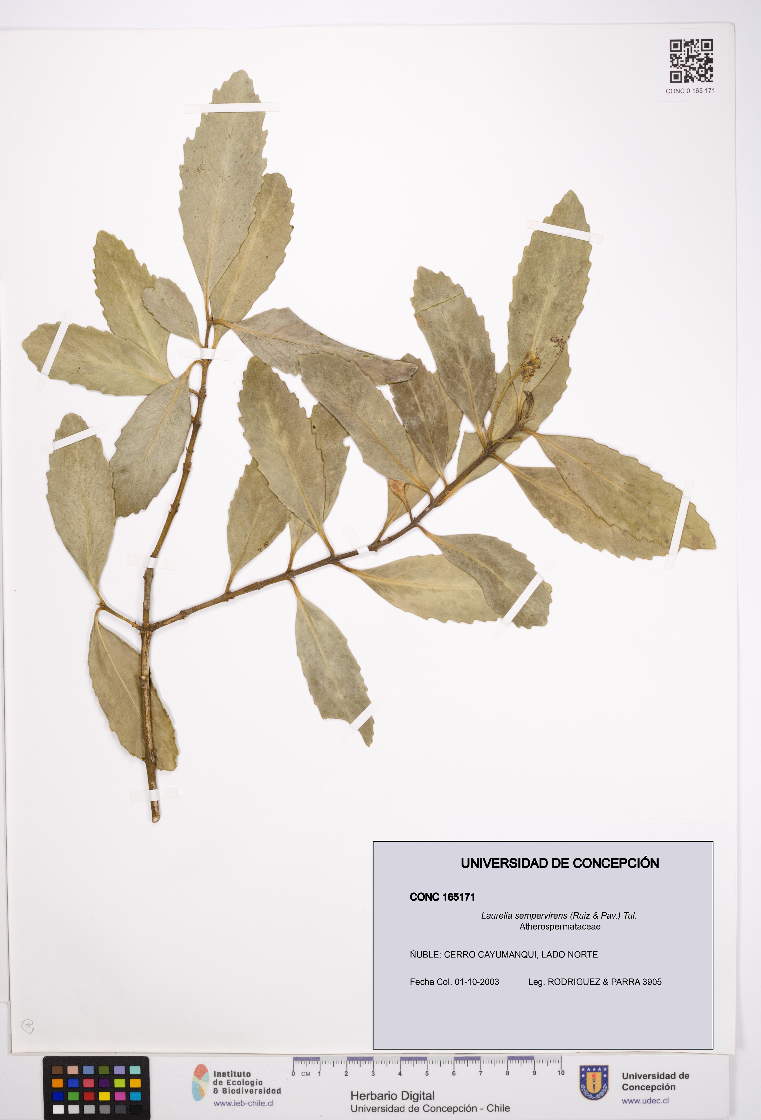 Laurelia sempervirens [Espécimen: UDEC:CONC:0165171]