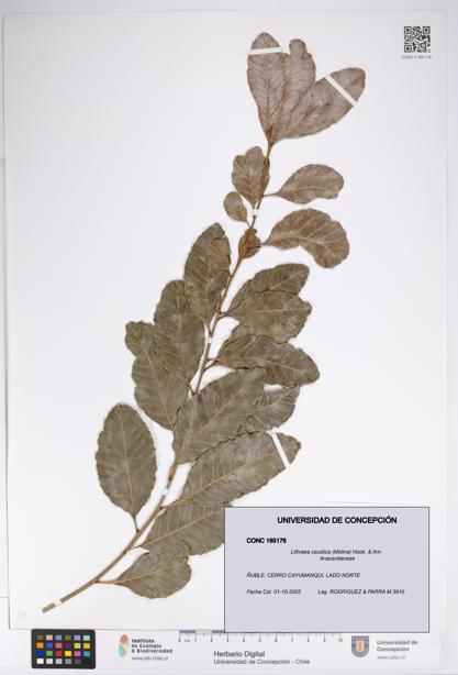 Lithraea caustica [Espécimen: UDEC:CONC:0165176]