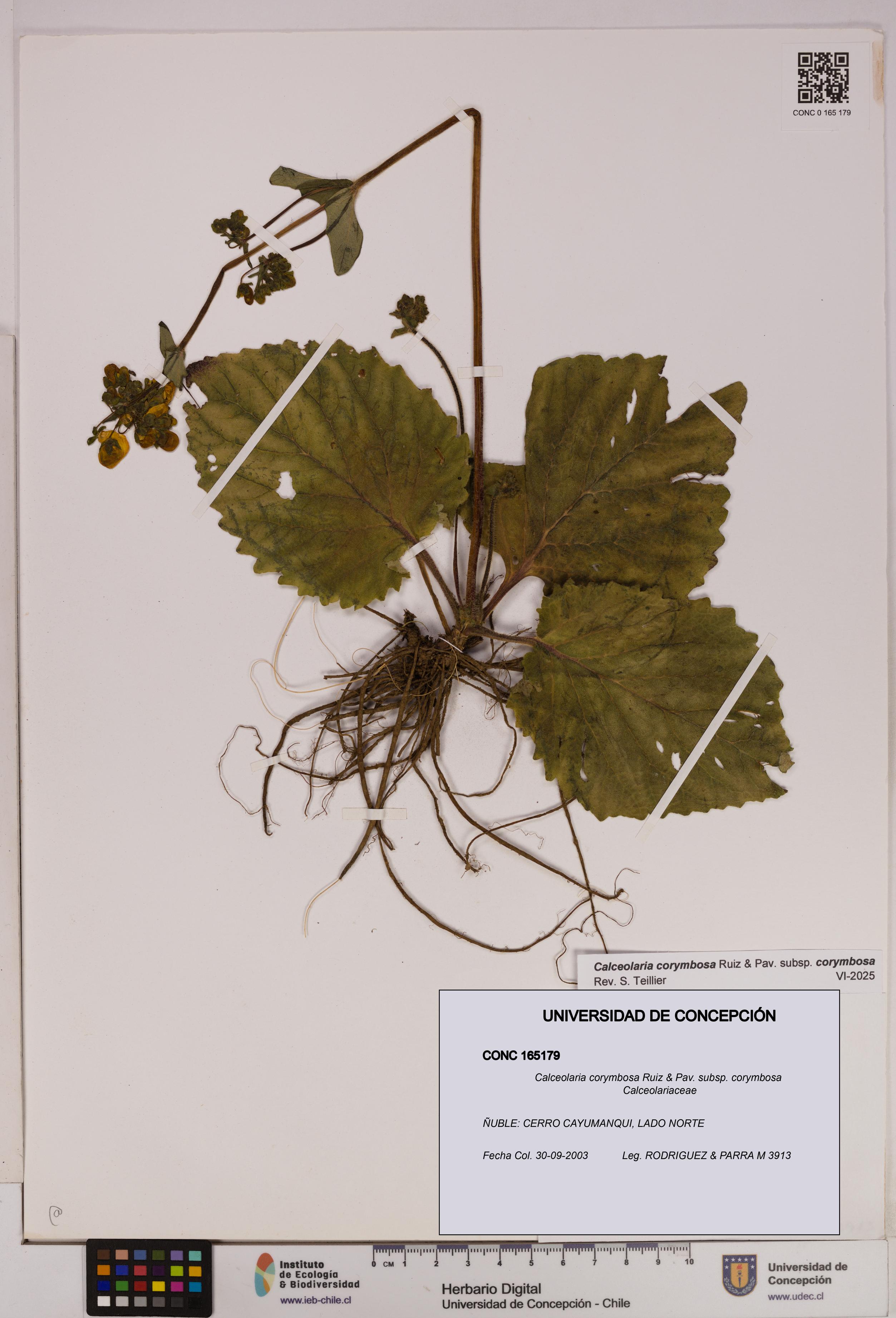 Calceolaria corymbosa [Espécimen: UDEC:CONC:0165179]