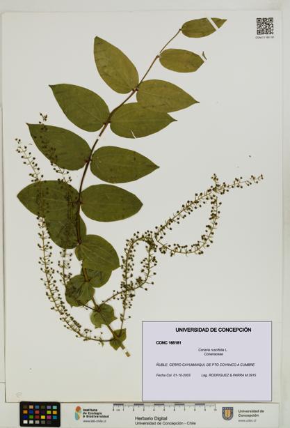 Coriaria ruscifolia [Espécimen: ]