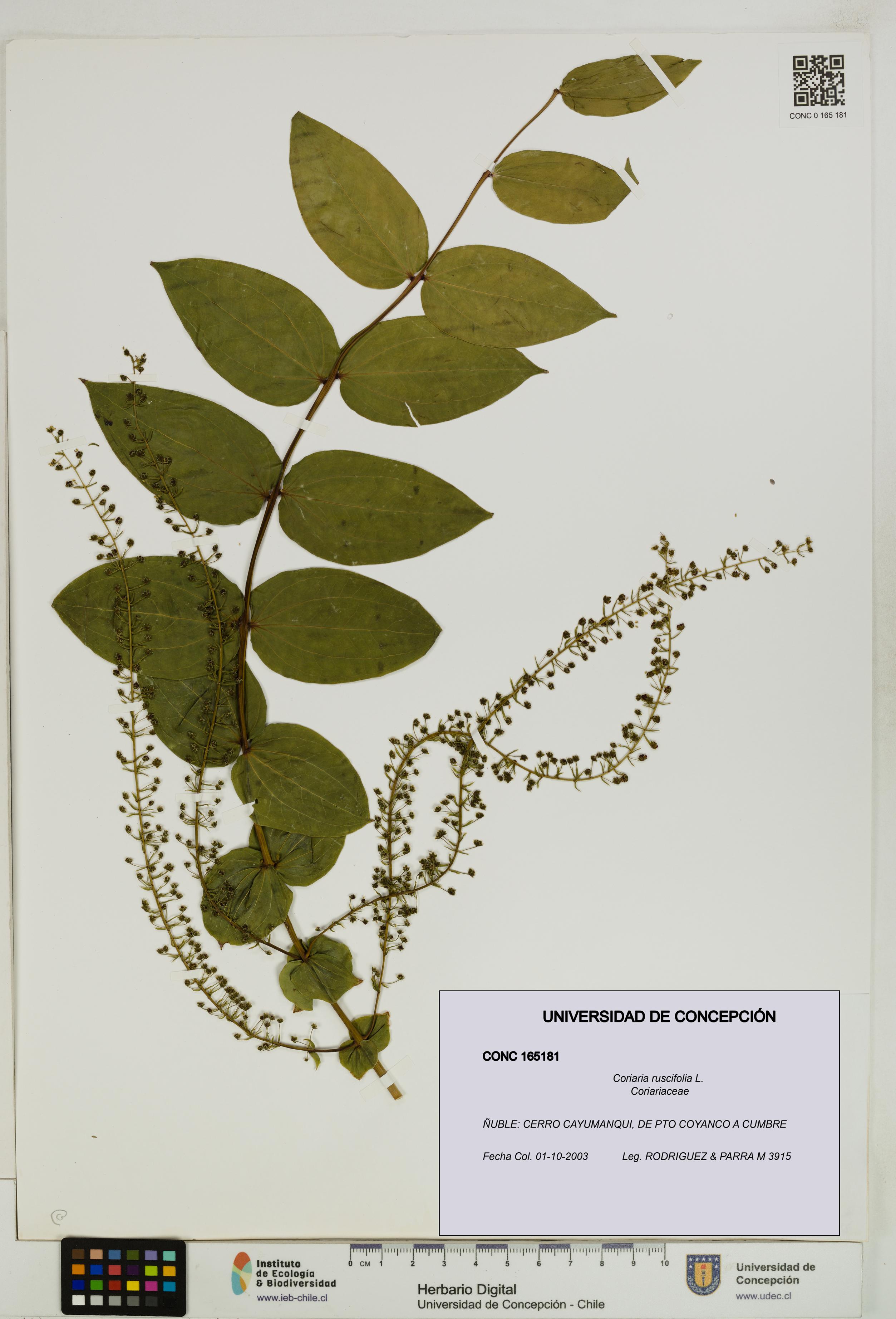 Coriaria ruscifolia [Espécimen: ]