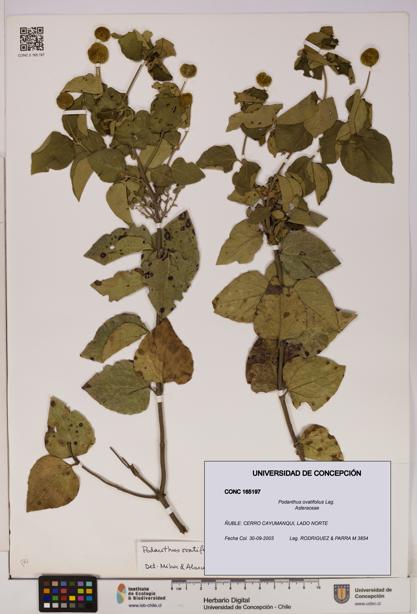 Podanthus ovatifolius [Espécimen: ]
