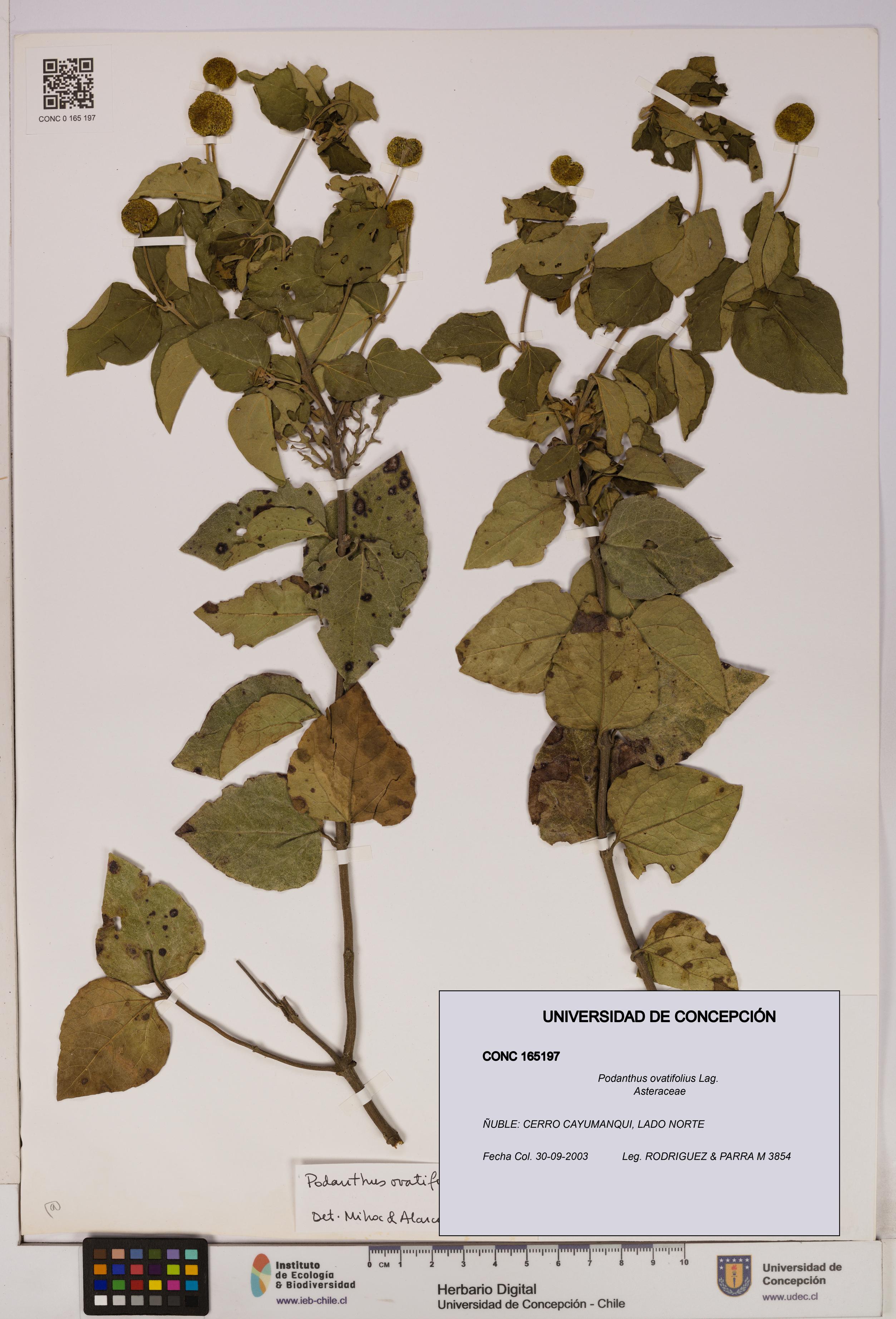 Podanthus ovatifolius [Espécimen: ]