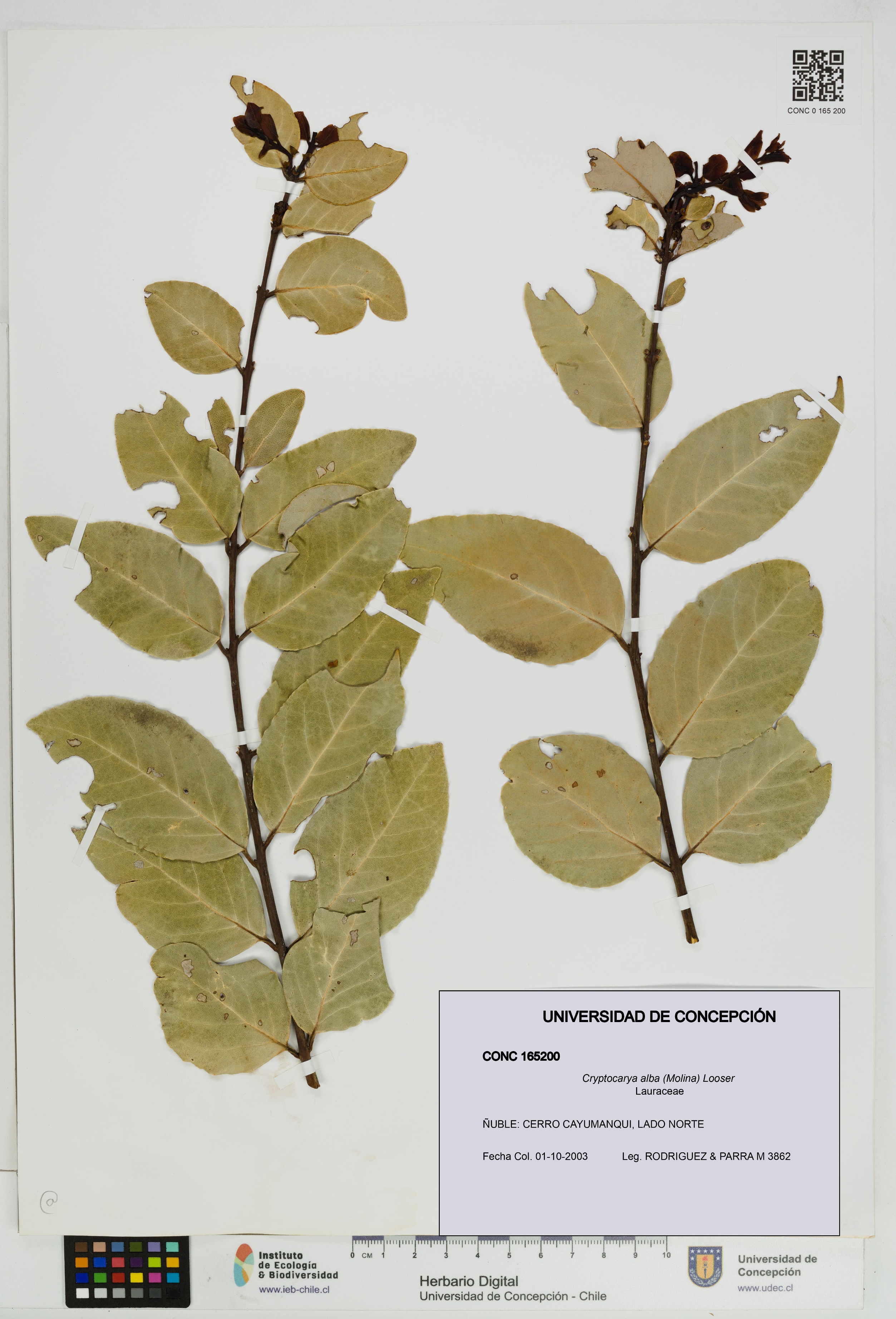 Cryptocarya alba [Espécimen: UDEC:CONC:0165200]