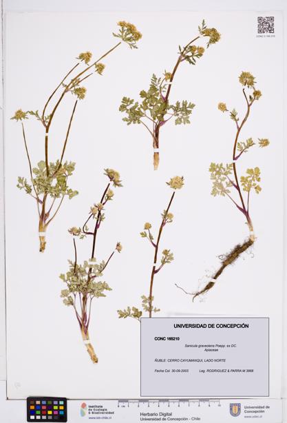Sanicula graveolens [Espécimen: ]