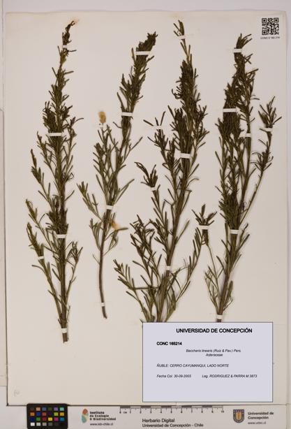 Baccharis linearis [Espécimen: UDEC:CONC:0165214]