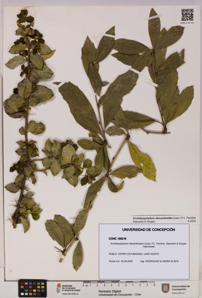 Archidasyphyllum diacanthoides [Espécimen: UDEC:CONC:0165216]