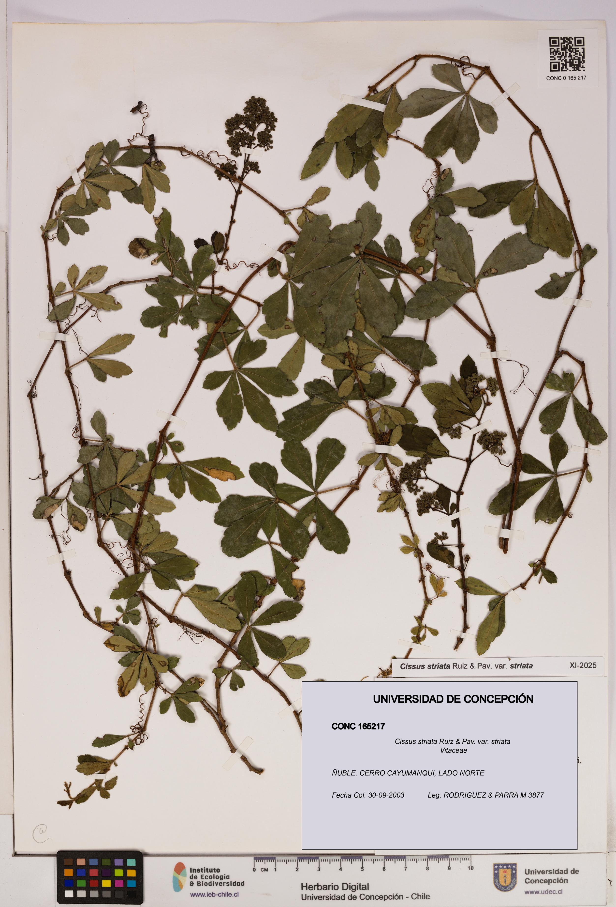 Cissus striata var. striata [Espécimen: UDEC:CONC:0165217]