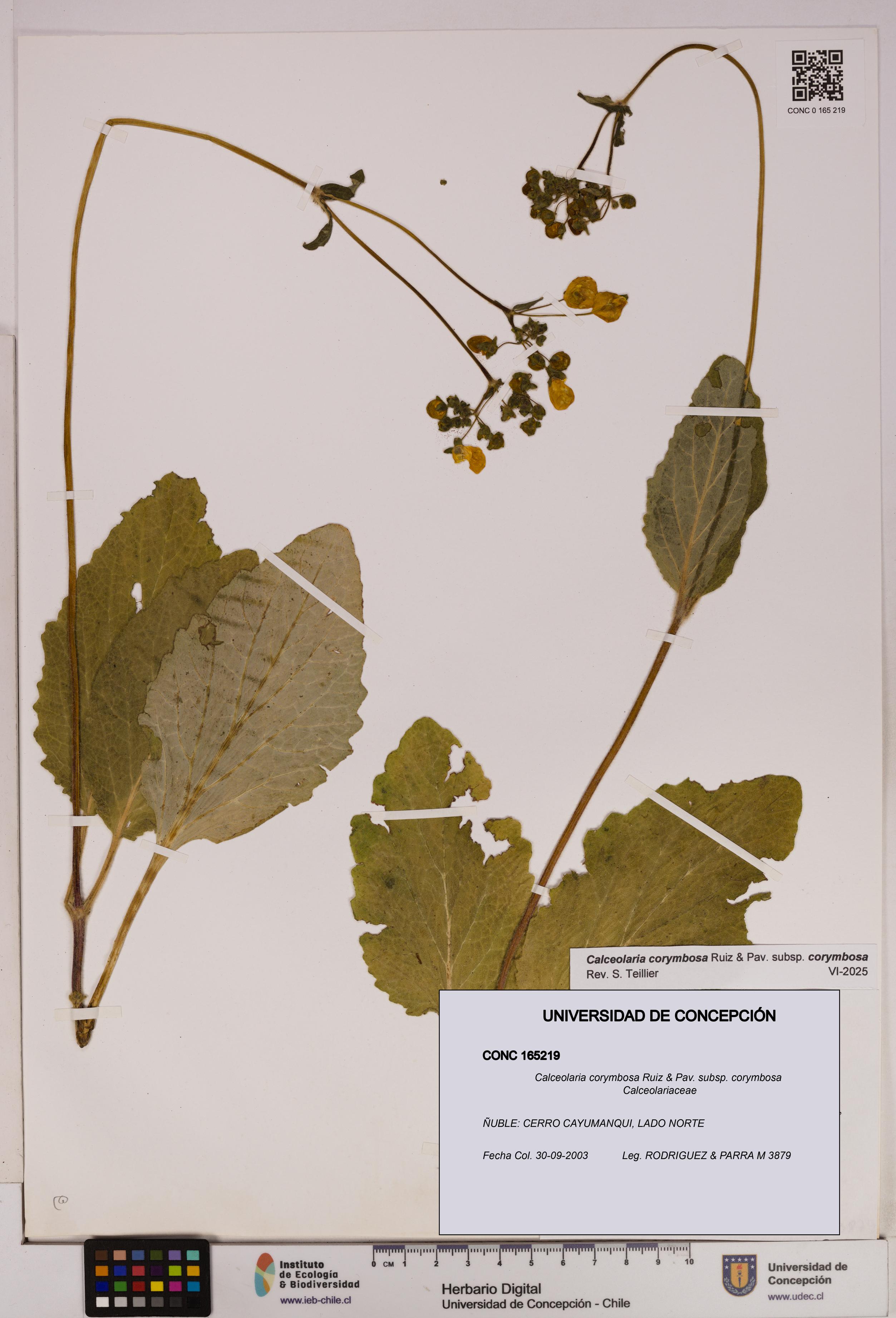 Calceolaria corymbosa [Espécimen: UDEC:CONC:0165219]