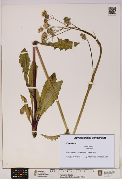 Crepis pulchra [Espécimen: UDEC:CONC:0165228]