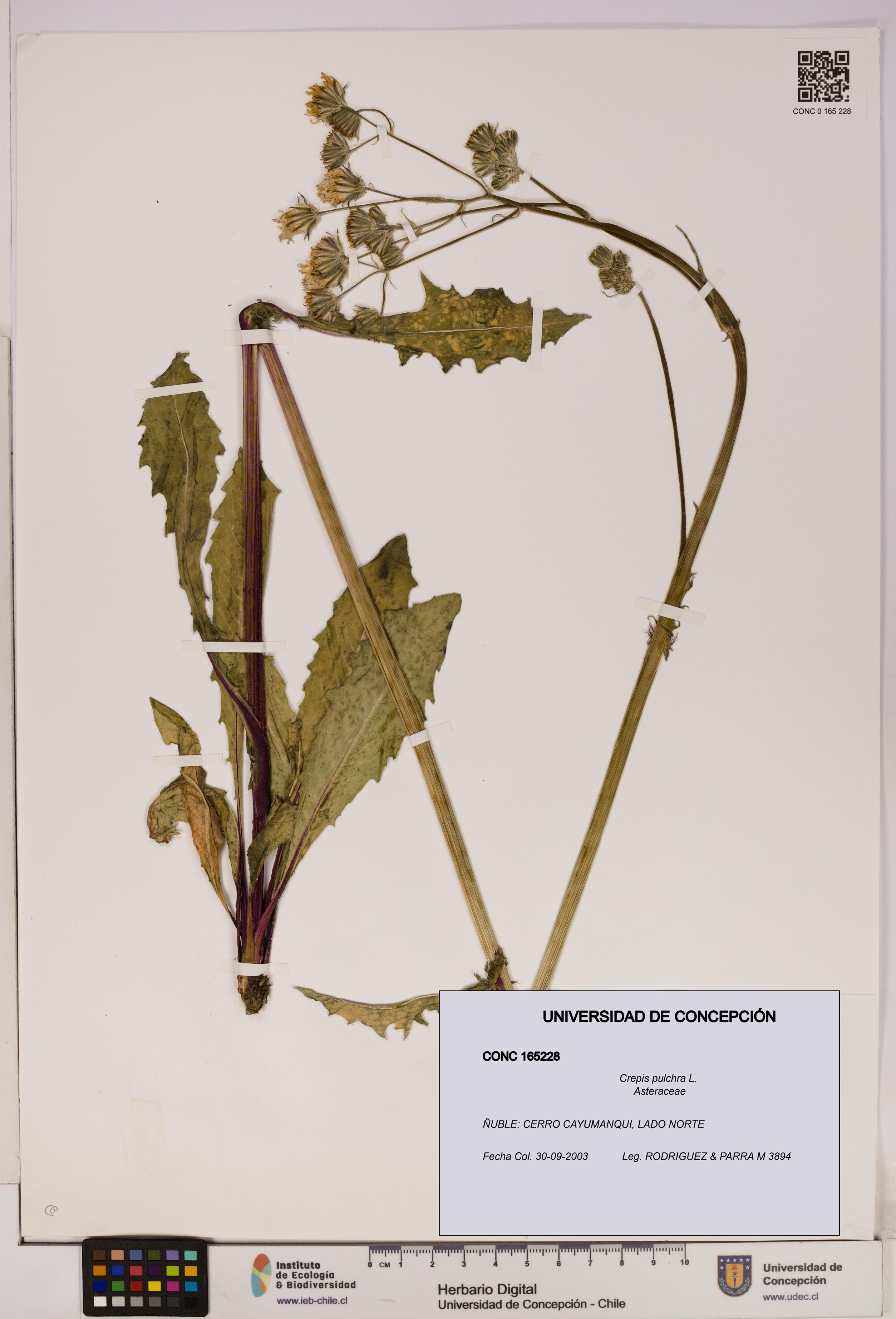 Crepis pulchra [Espécimen: UDEC:CONC:0165228]