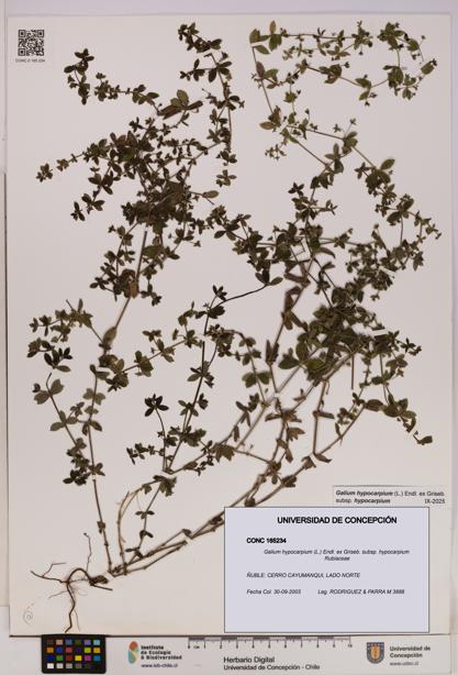 Galium hypocarpium subsp. hypocarpium [Espécimen: UDEC:CONC:0165234]