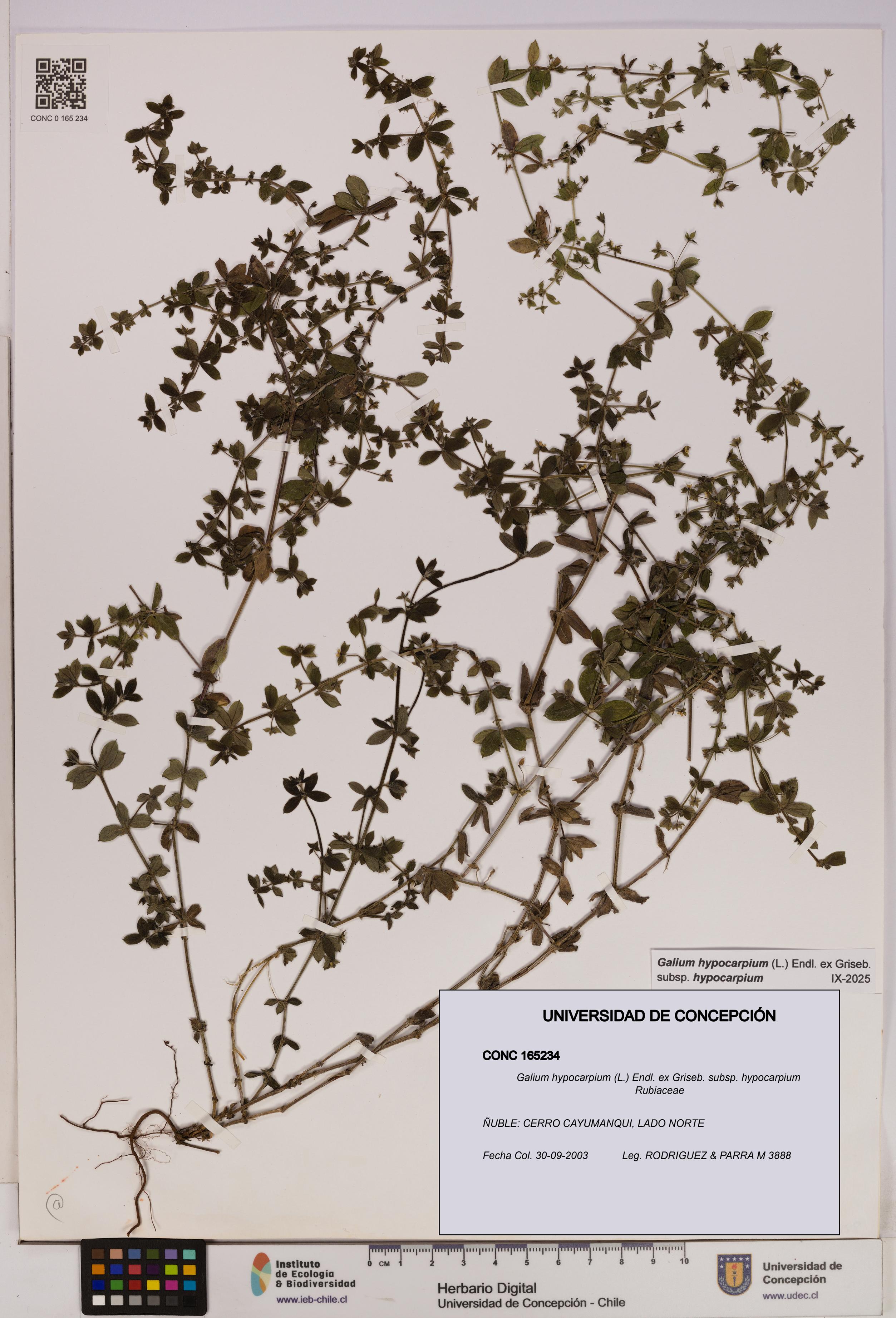 Galium hypocarpium subsp. hypocarpium [Espécimen: UDEC:CONC:0165234]