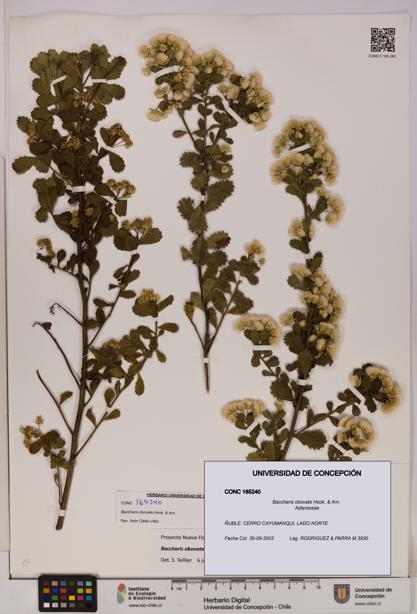 Baccharis obovata [Espécimen: UDEC:CONC:0165240]