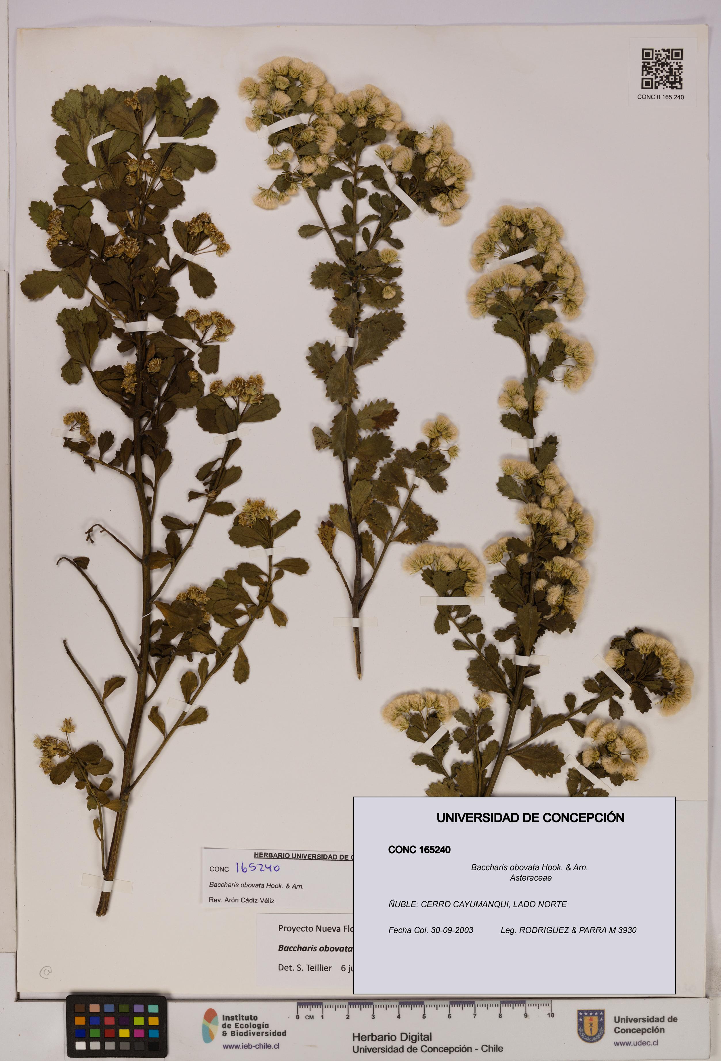 Baccharis obovata [Espécimen: UDEC:CONC:0165240]