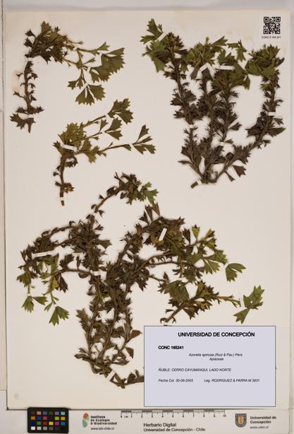 Azorella spinosa [Espécimen: ]
