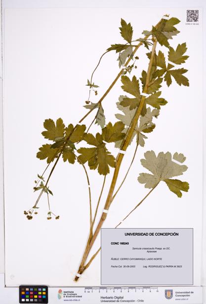 Sanicula crassicaulis [Espécimen: ]