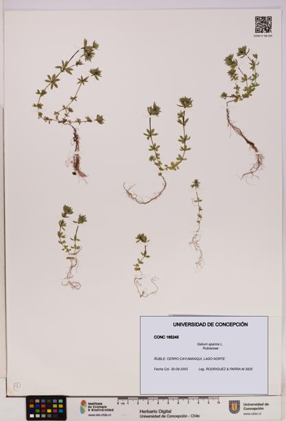 Galium aparine [Espécimen: UDEC:CONC:0165245]