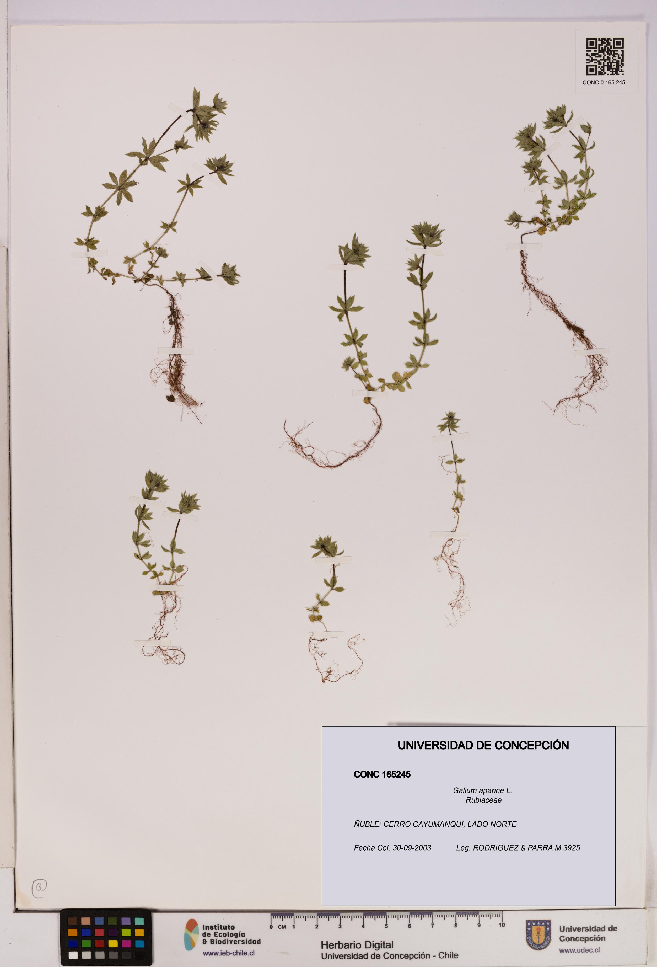 Galium aparine [Espécimen: UDEC:CONC:0165245]
